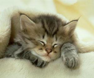 Perzische-kitten-aan-het-slapen